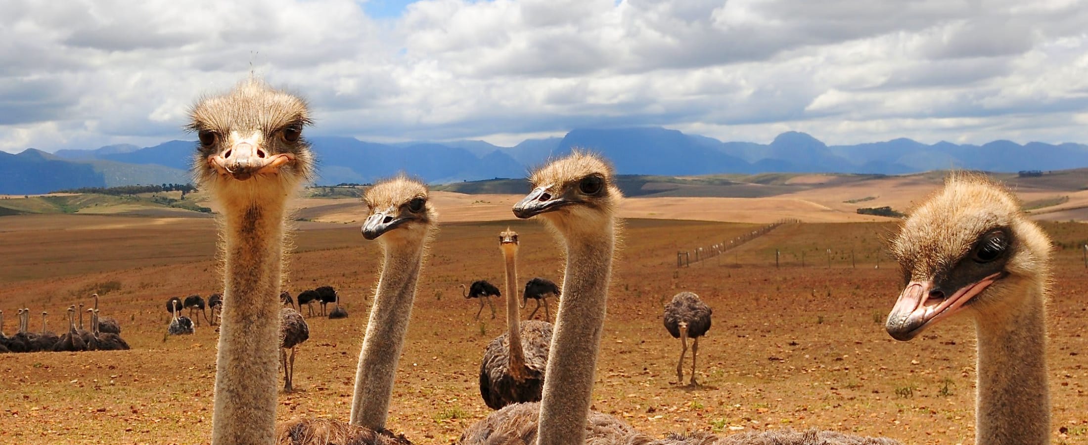 Ostriches on South African farmland