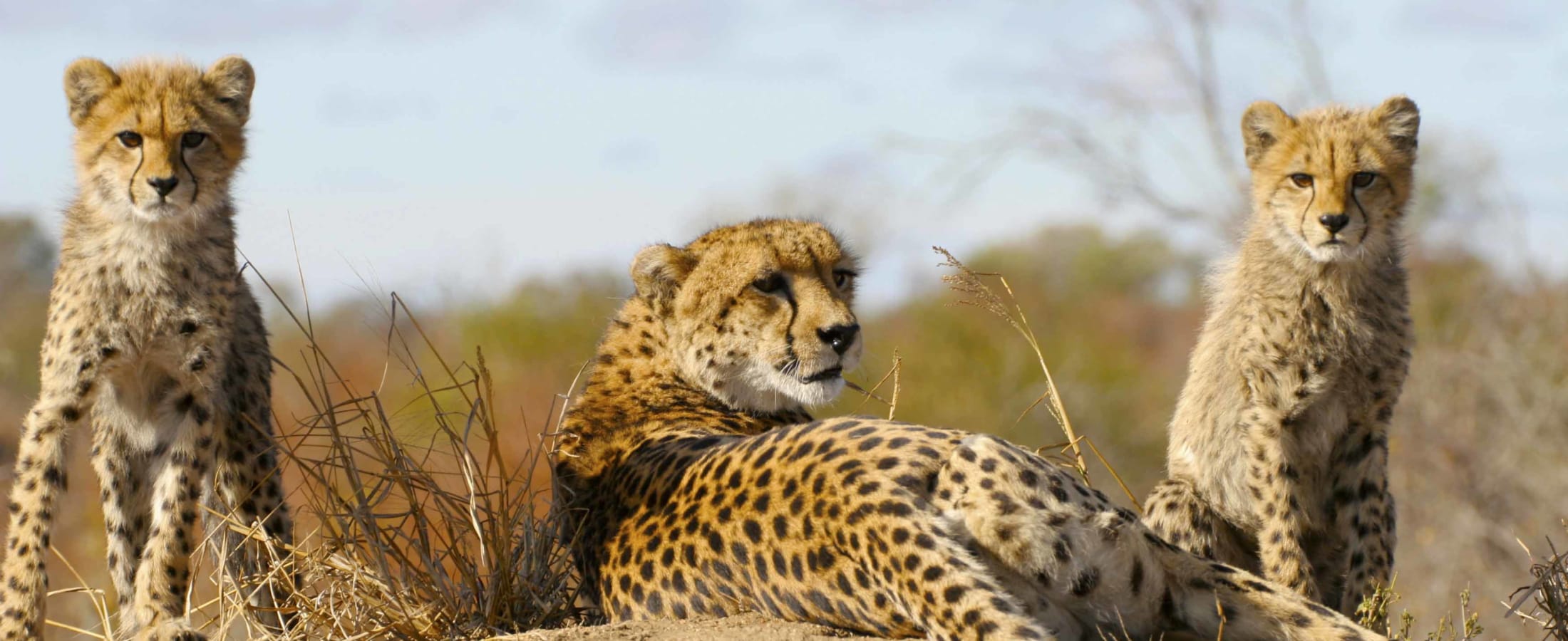 Cheetah and cubs