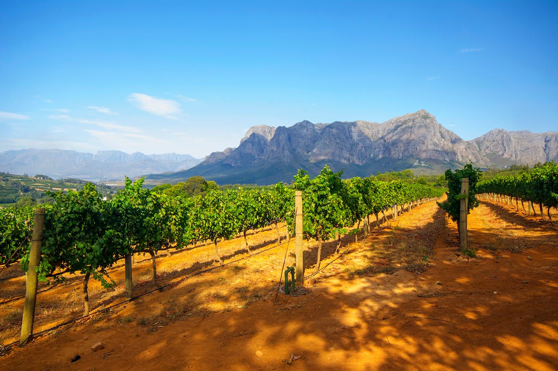 Vineyard in Stellenbosch, Western Cape