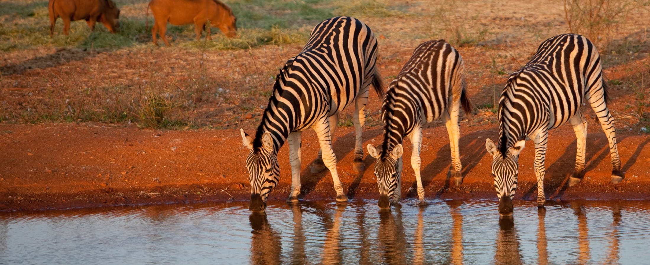 Zebras drinking, Kruger National Park
