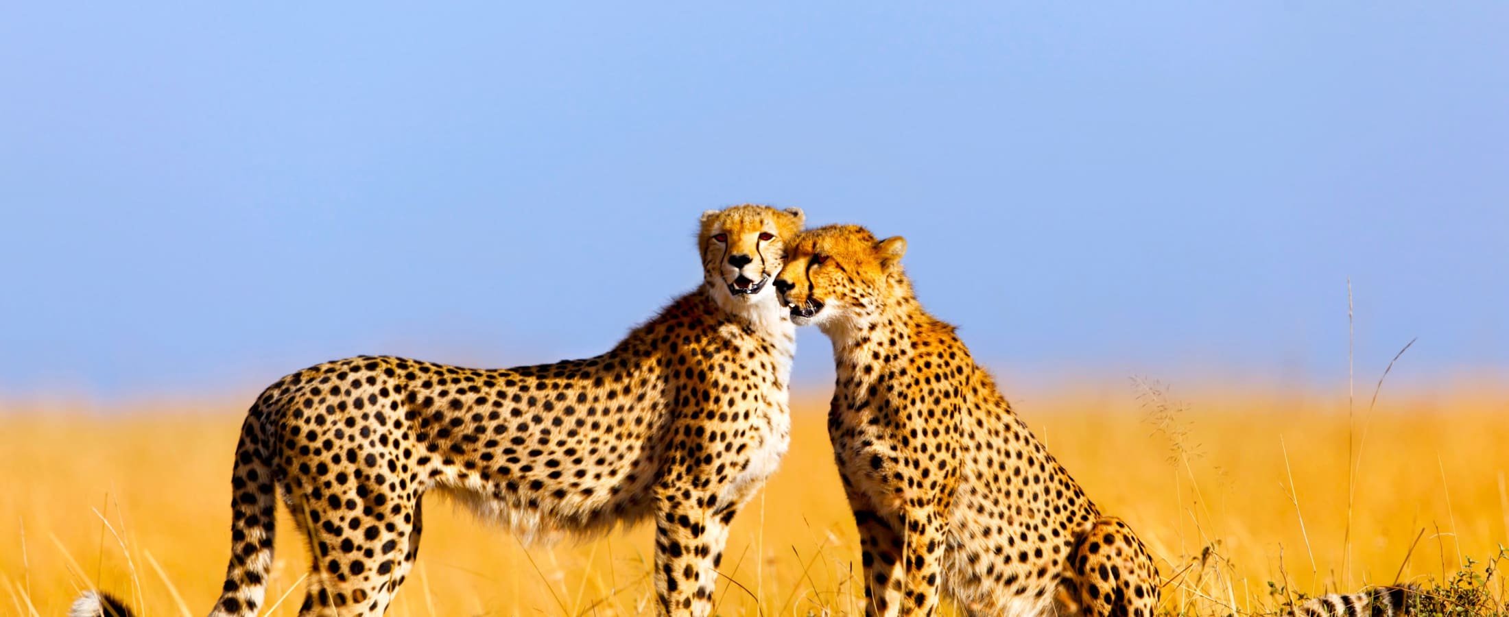 Cheetah mother and cub, Masai Mara
