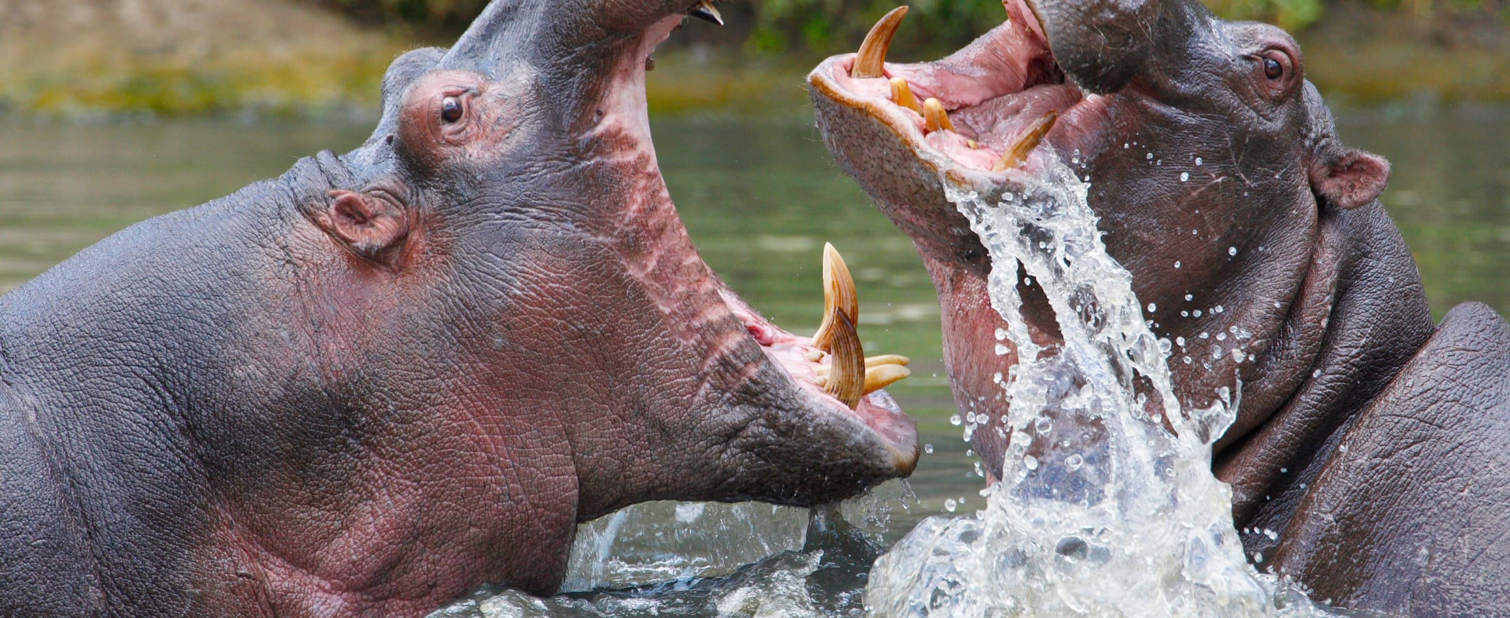 Hippos fighting