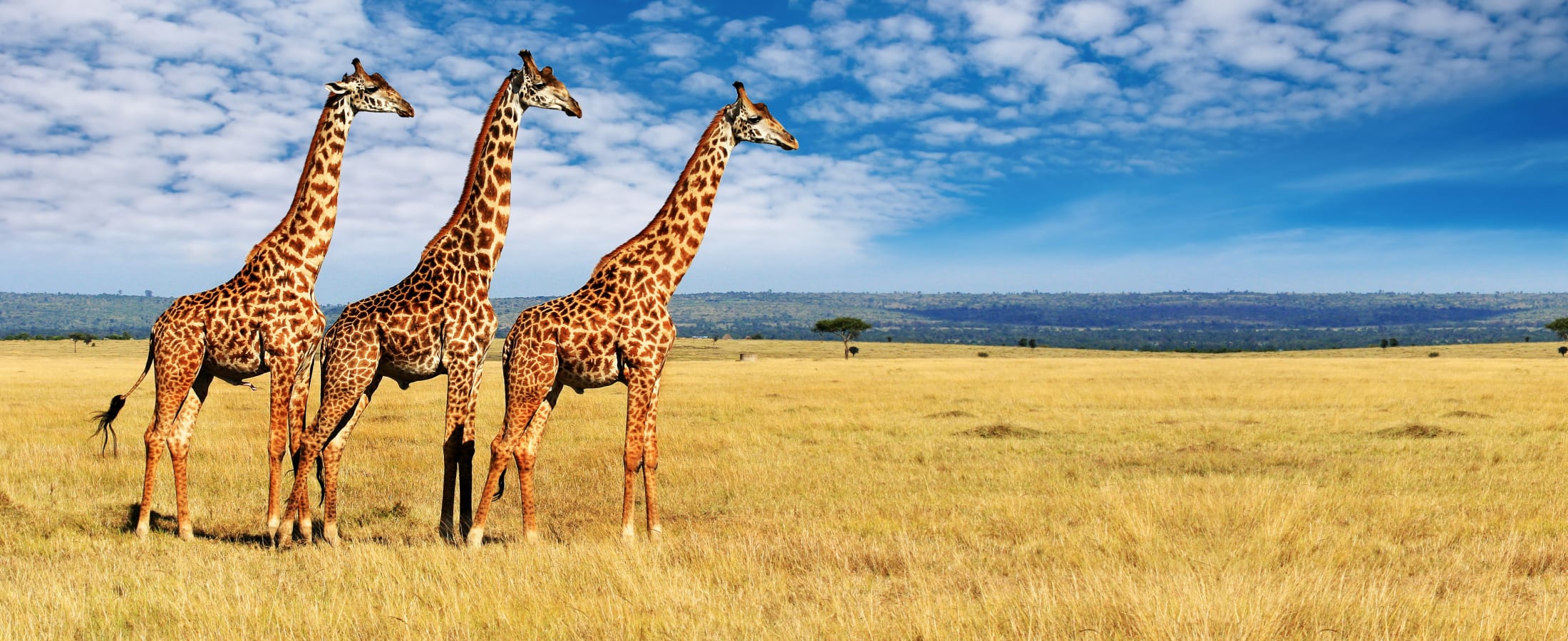 Giraffes, Masai Mara Game Reserve