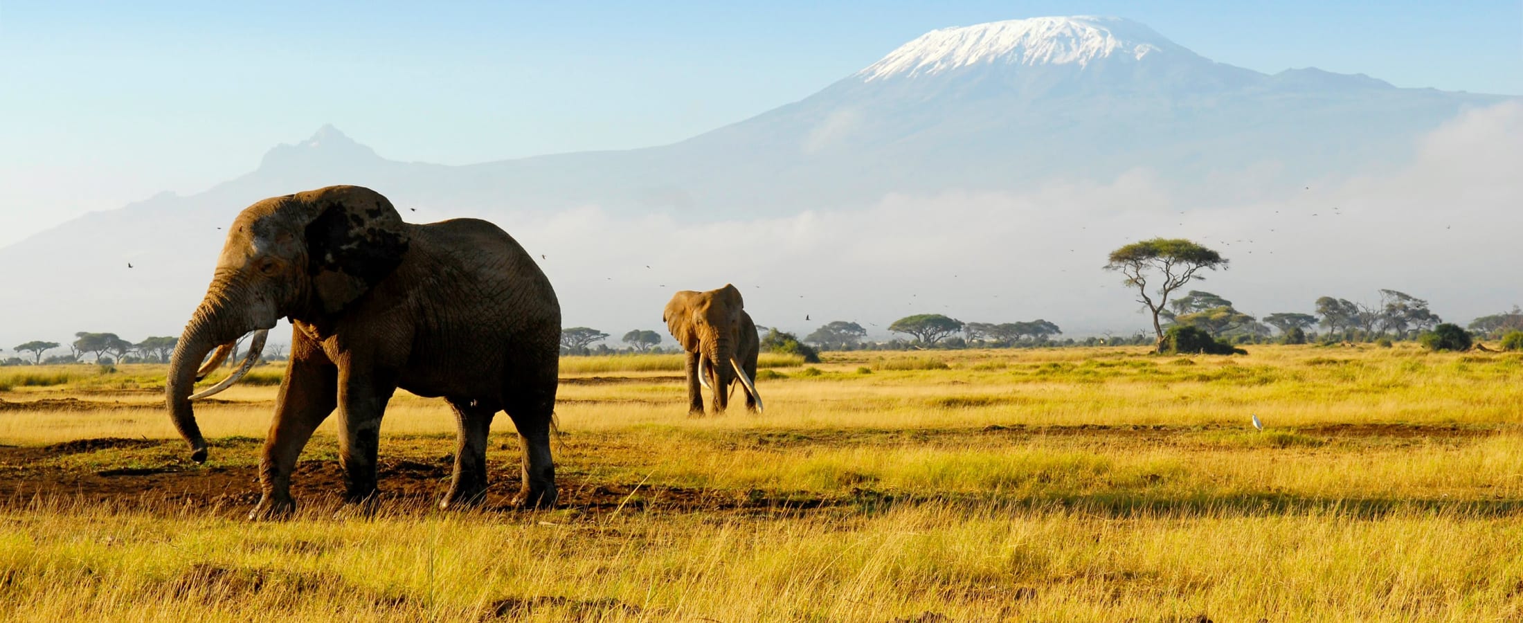 Elephants grazing with Mount Kilimanjaro in the distance