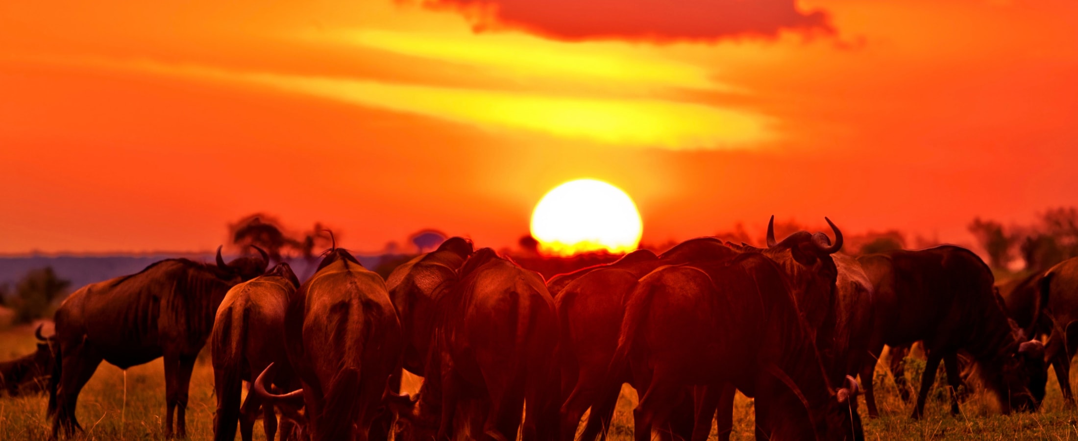 Wildebeest grazing at sunset, Masai Mara National Reserve