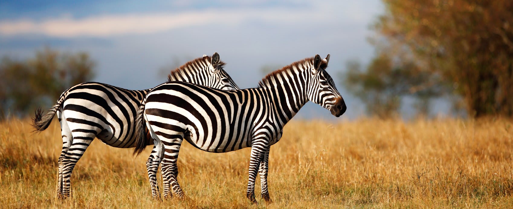 Zebras, Masai Mara