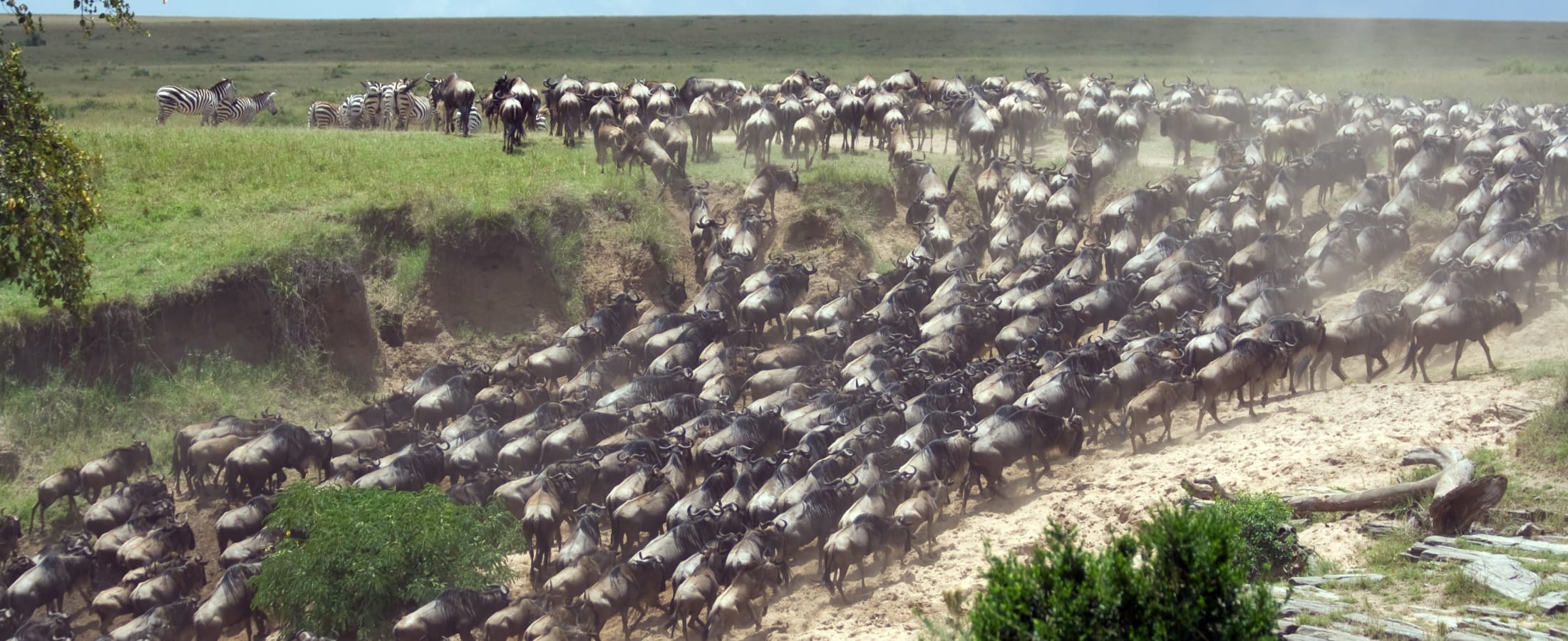 Wildebeest migration