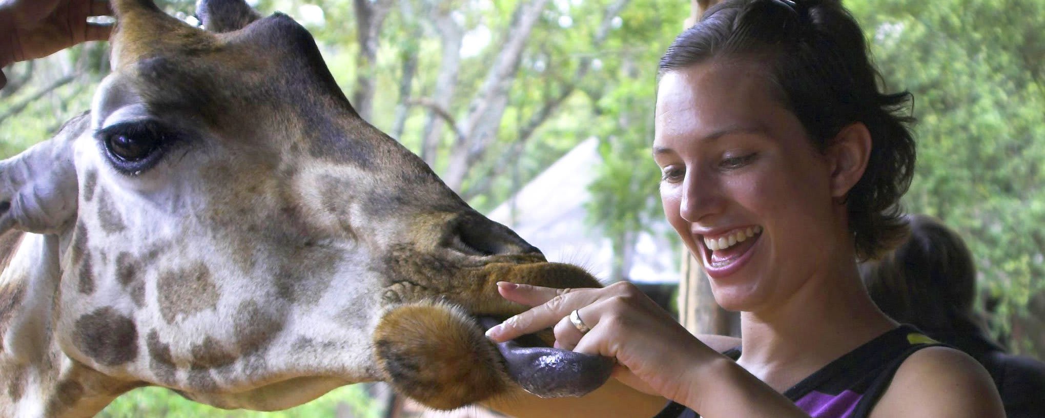 Feeding a Rothschild Giraffe, Nairobi