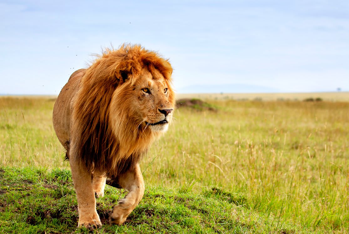 Lion