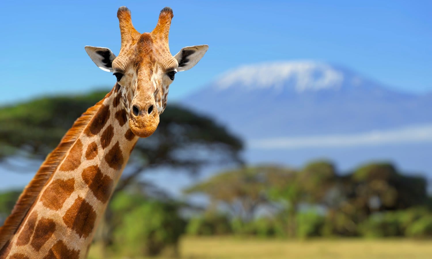 Giraffe in front of Kilimanjaro