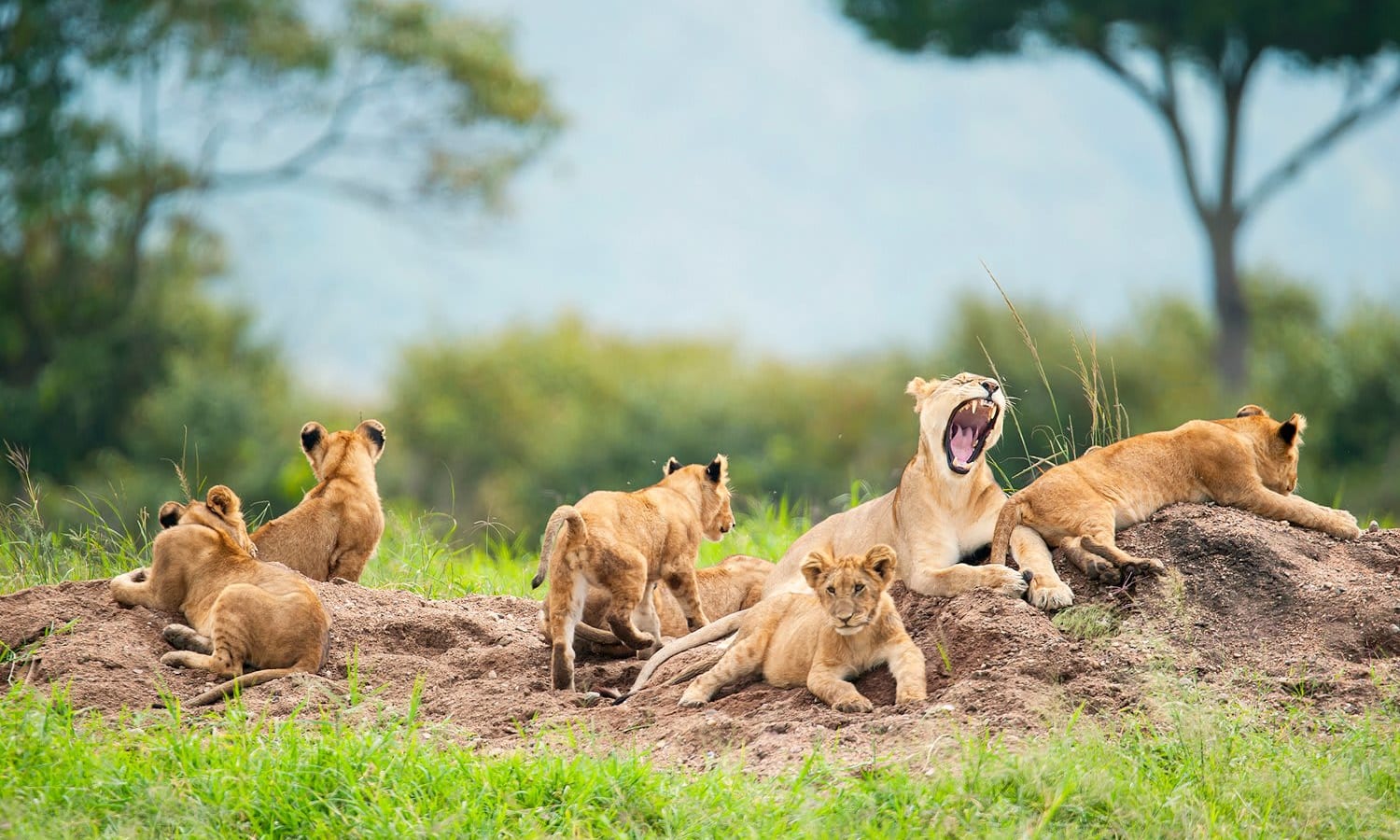 Lioness with her cubs, Masai Mara Game Reserve
