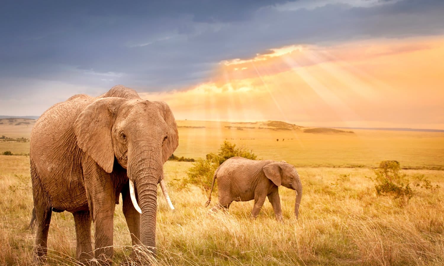 Elephants