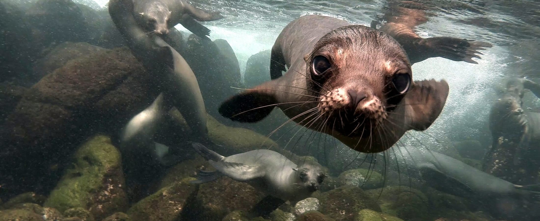 Playful sea lions, Galapagos Islands