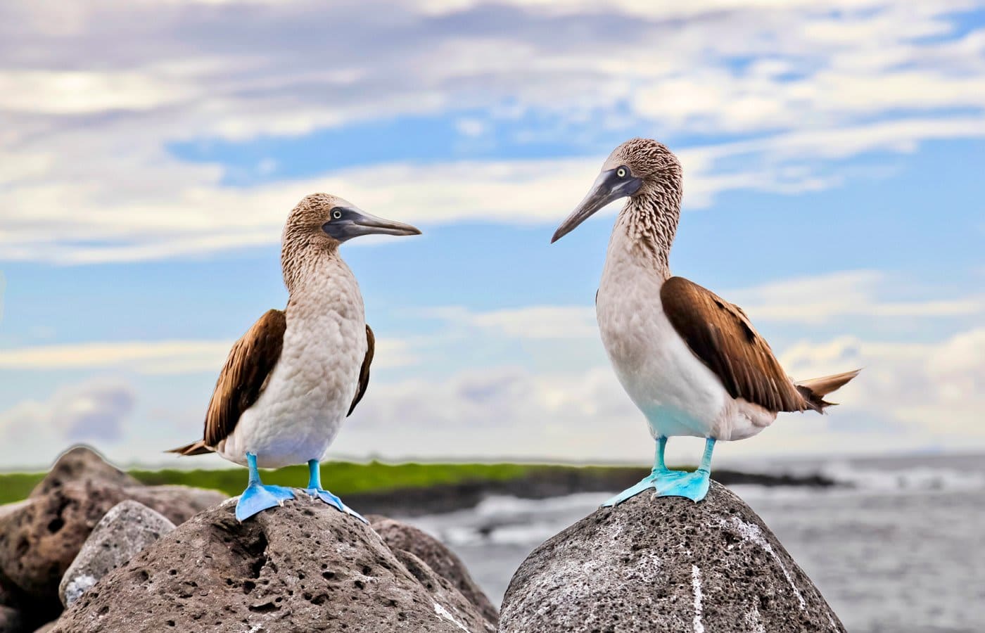 A pair of blue-footed boobies