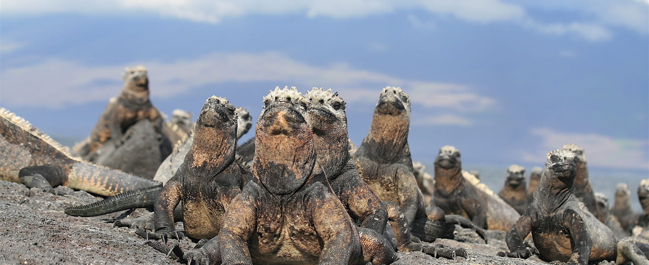 Marine iguanas