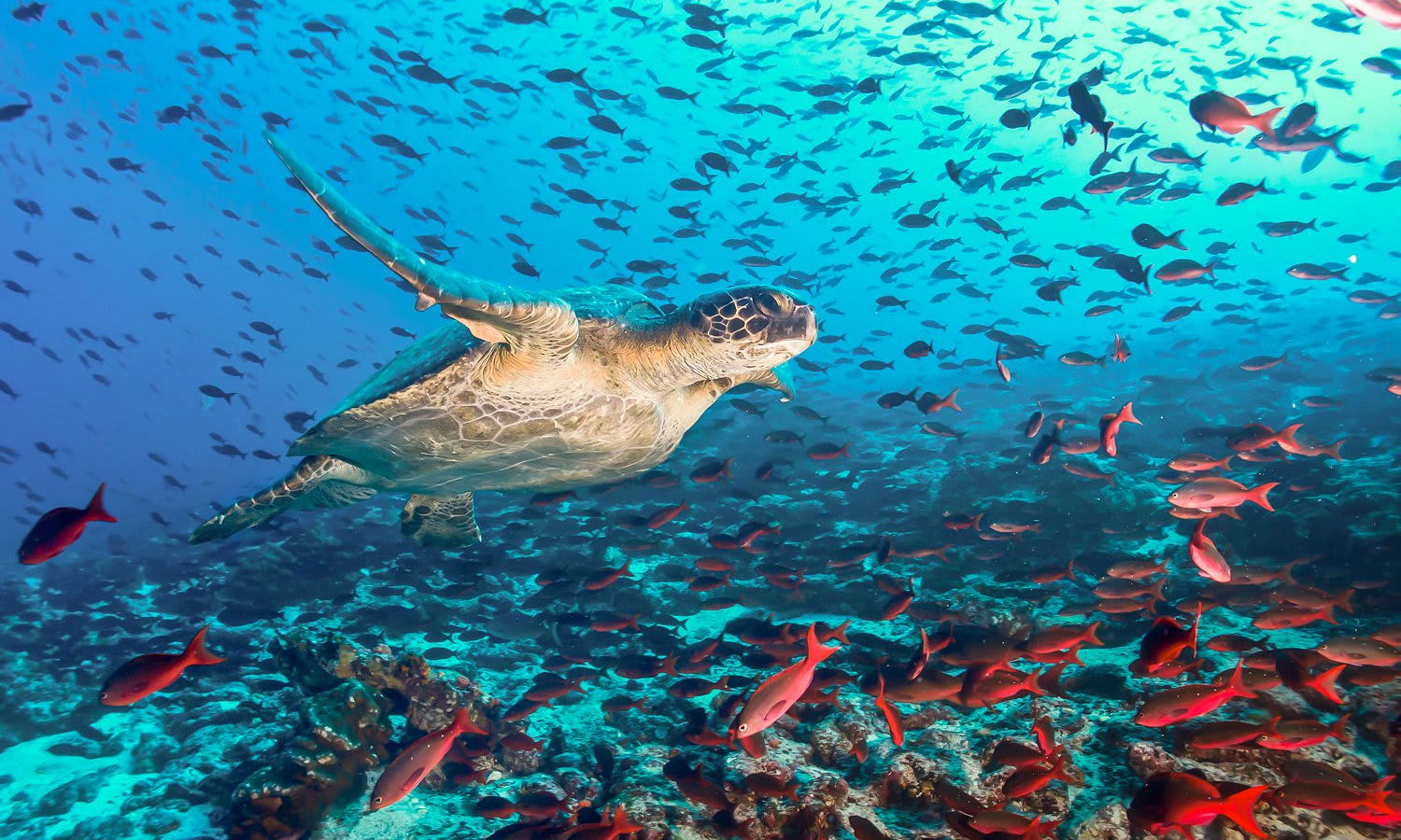 Turtle and school of fish