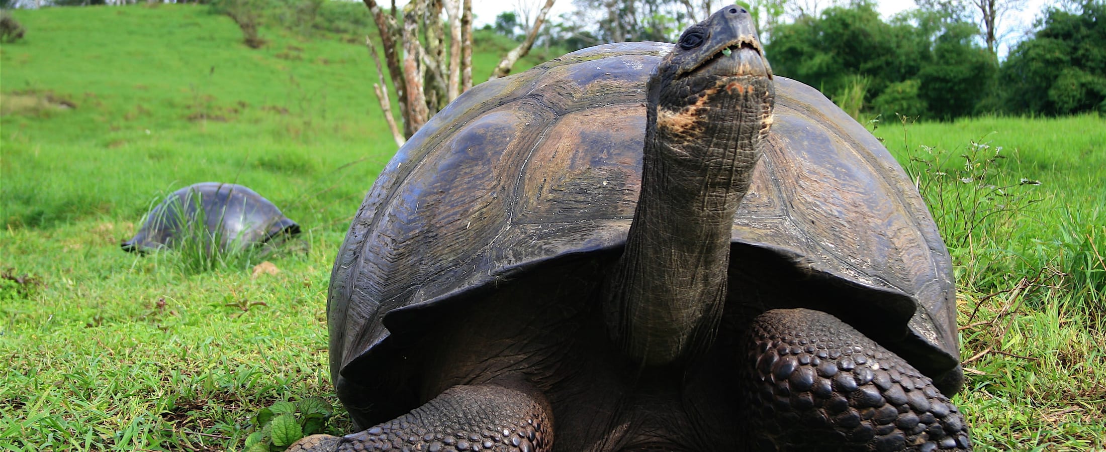 Giant tortoise