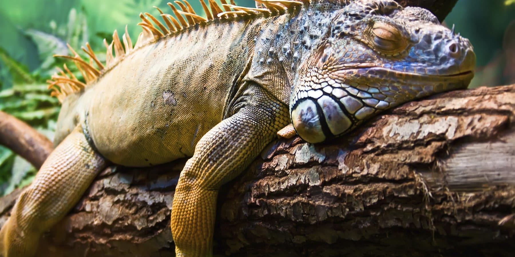 Galapagos iguana