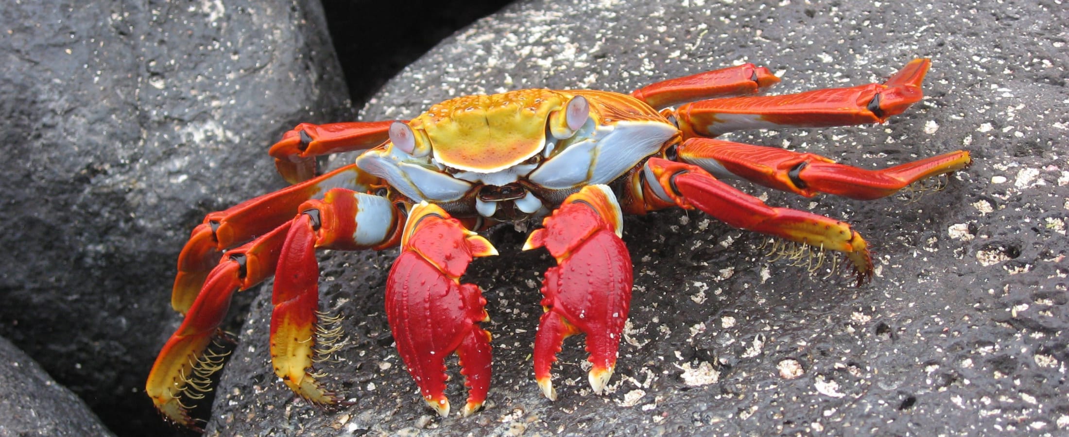 Sally lightfoot crab