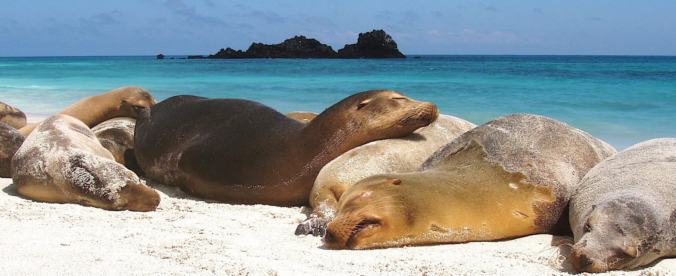 Sea lions
