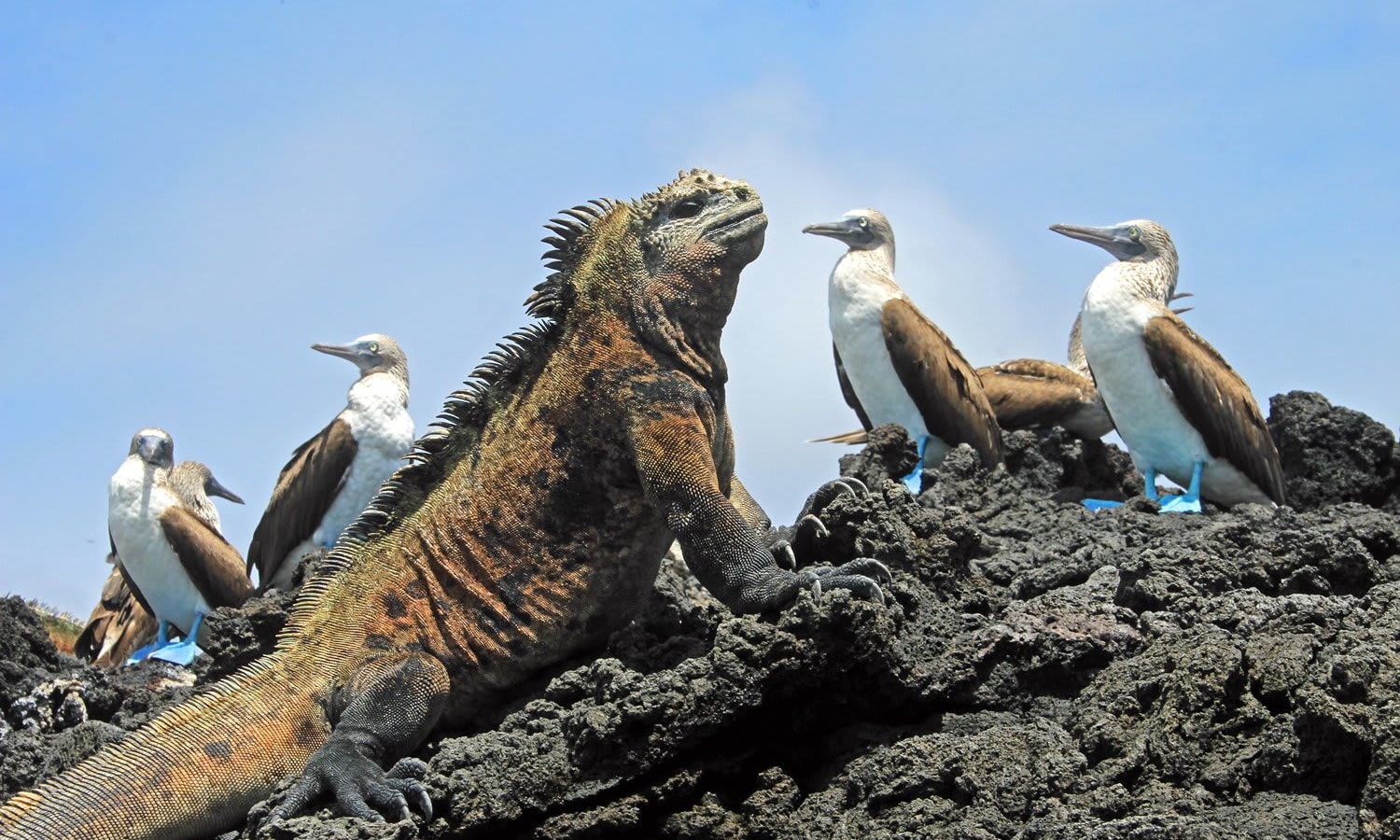 Marine iguana with blue-footed boobies