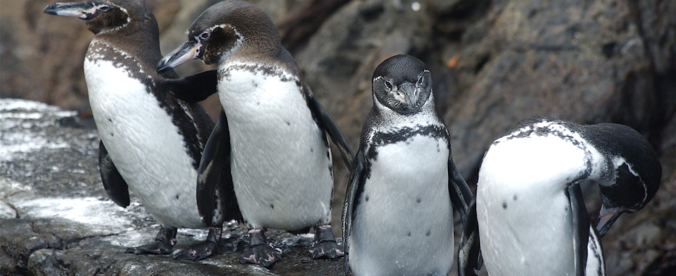 Penguins