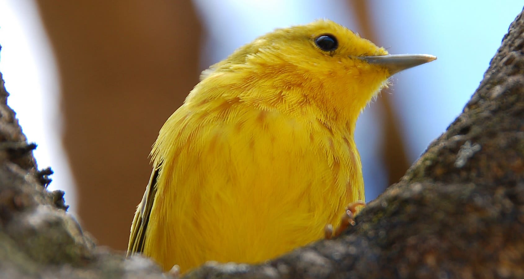 Yellow Warbler