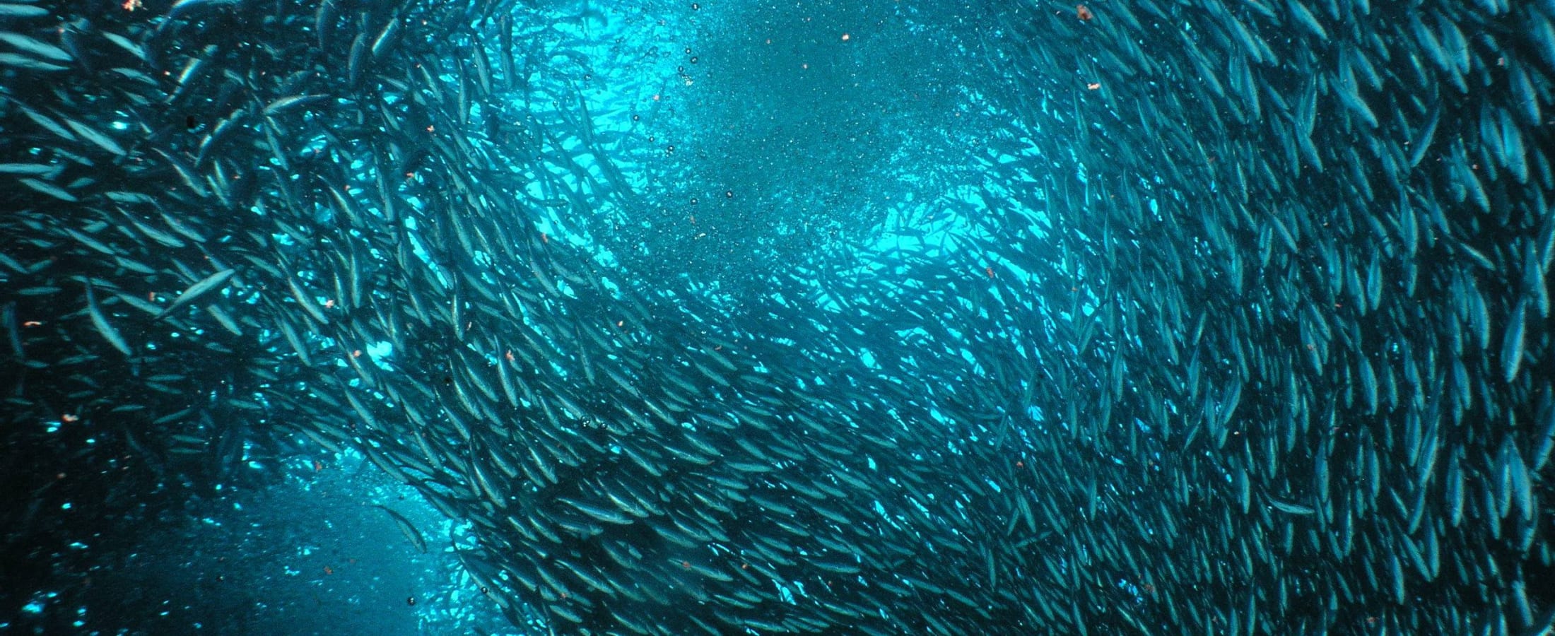 School of fish