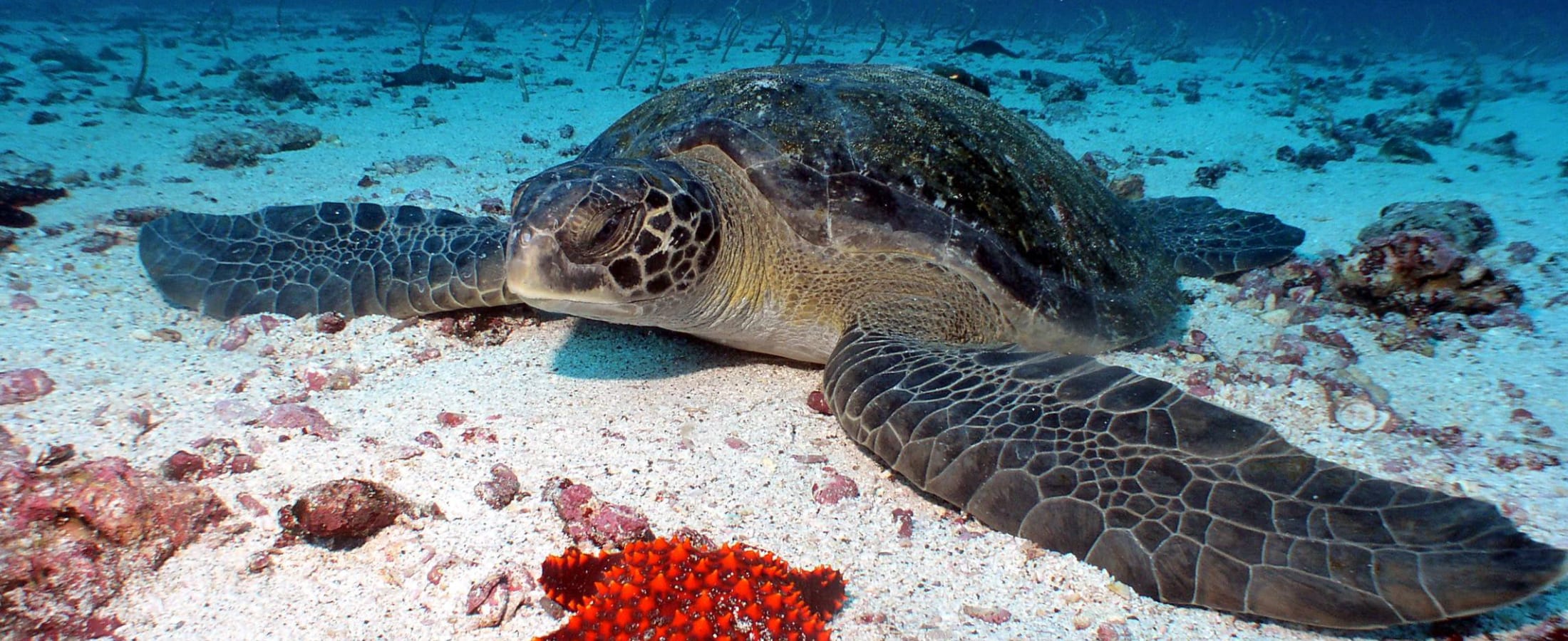 Sea turtle