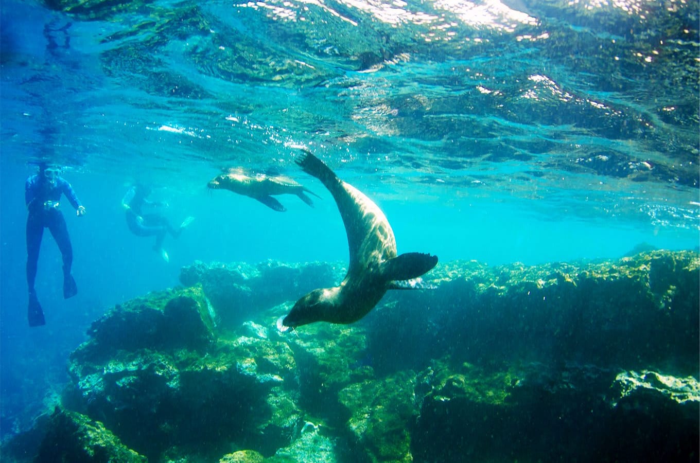 Snorkeling with sea lions