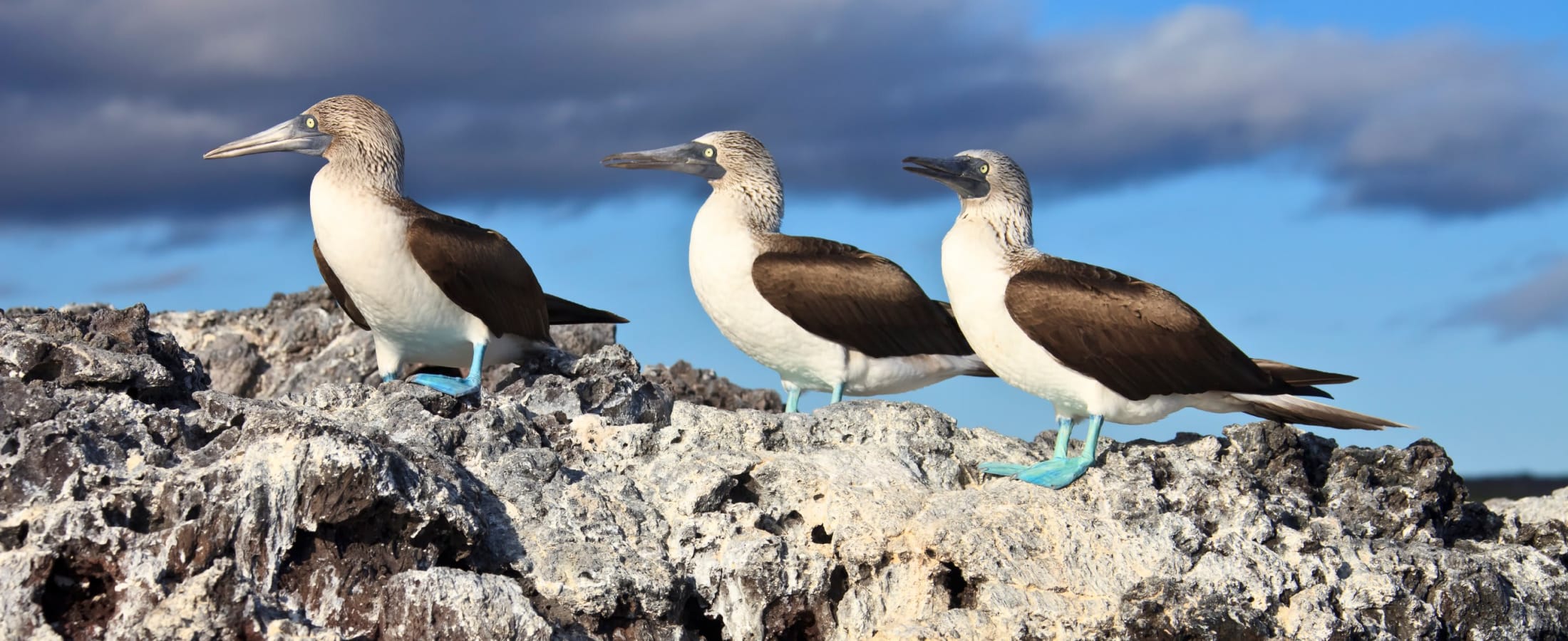 Blue-footed boobies