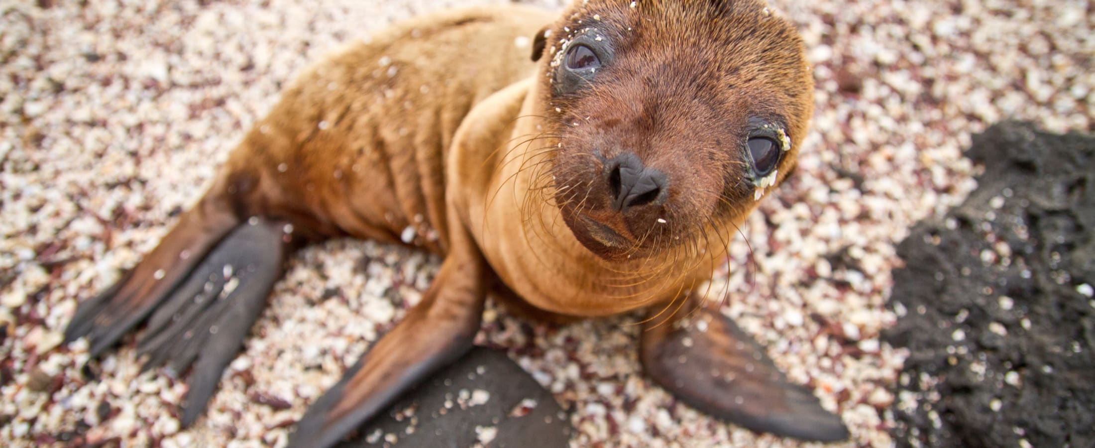 Baby sea lion, Galapagos Islands