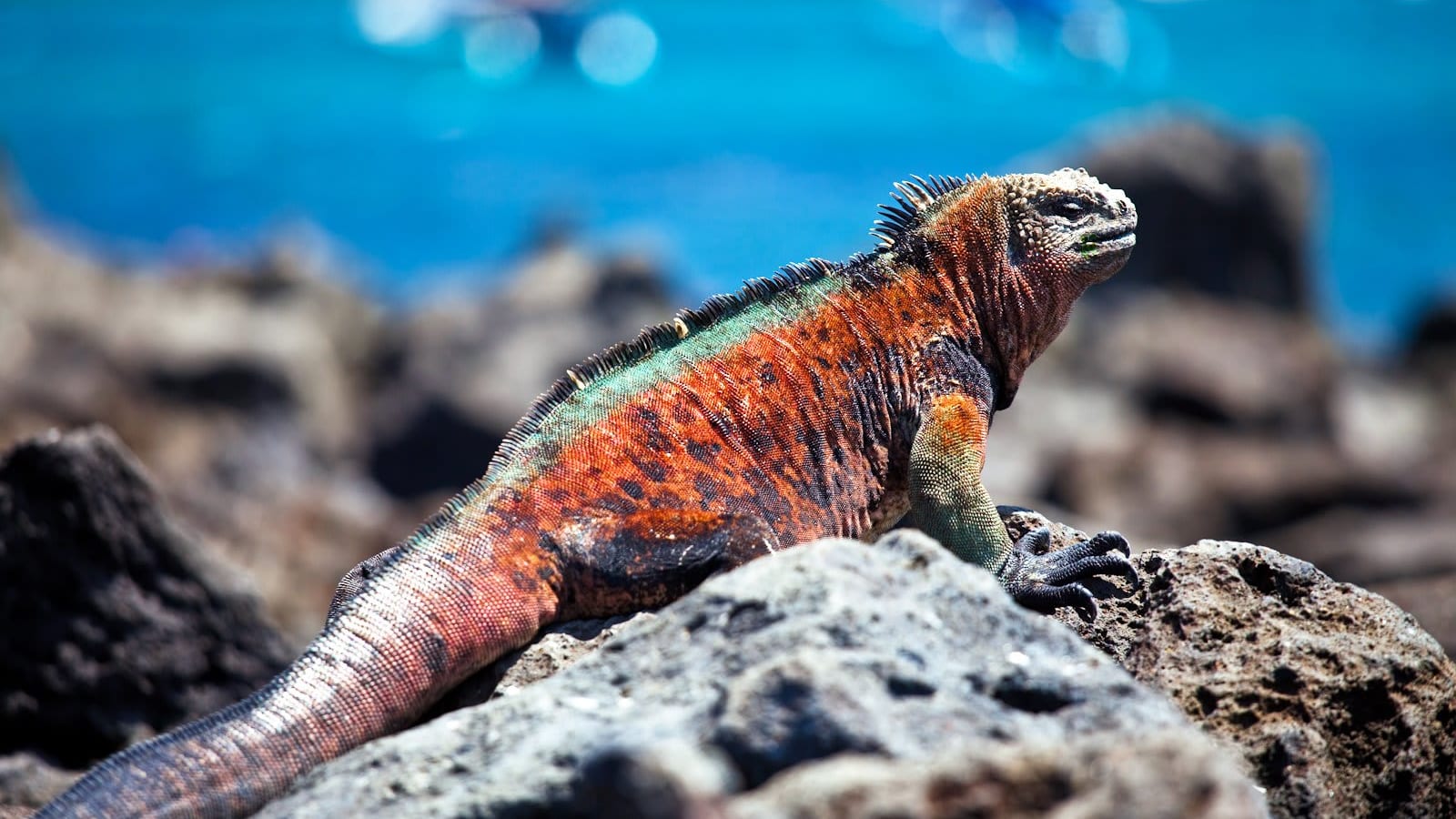 Marina Iguana, Floreana Island