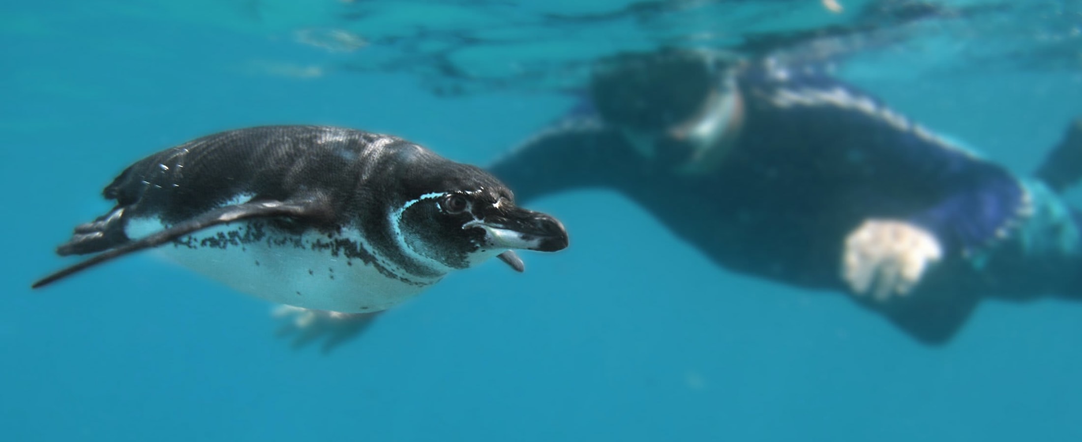 Snorkeling with a penguin, Galapagos Islands