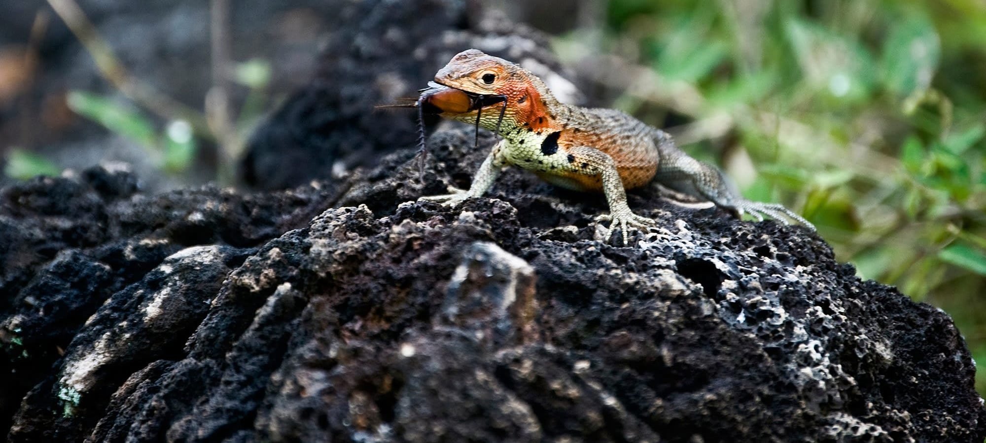 Lava lizard