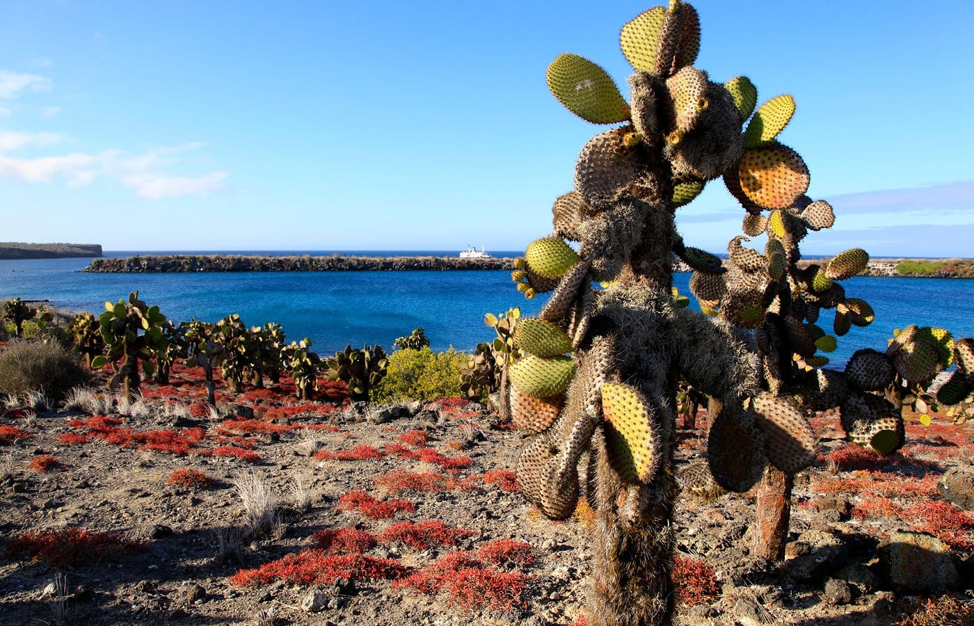 Cactus, Seymour Island