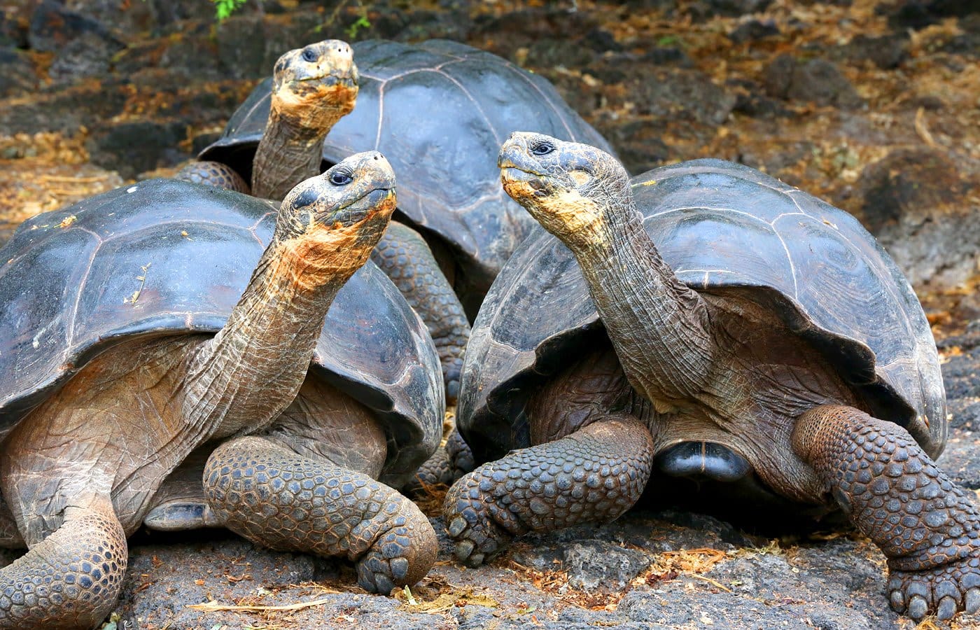 Giant tortoises