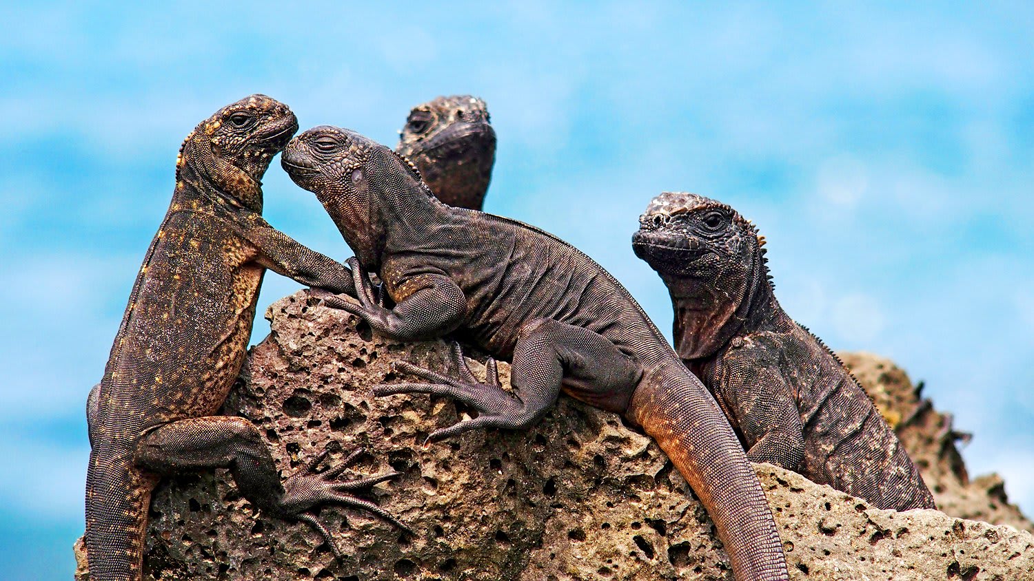 Marine iguanas