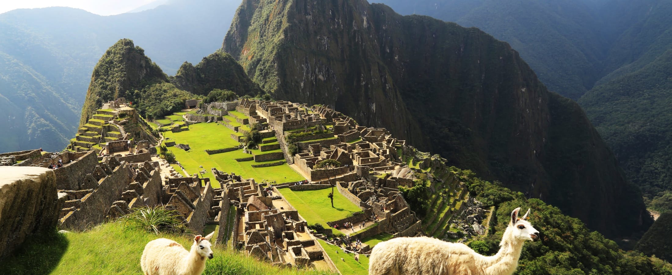 Alpacas, Machu Picchu
