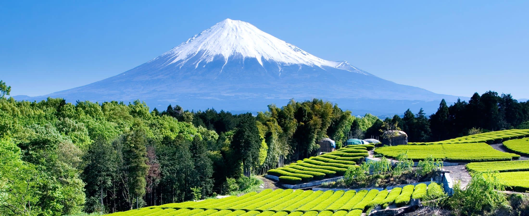 Mt. Fuji