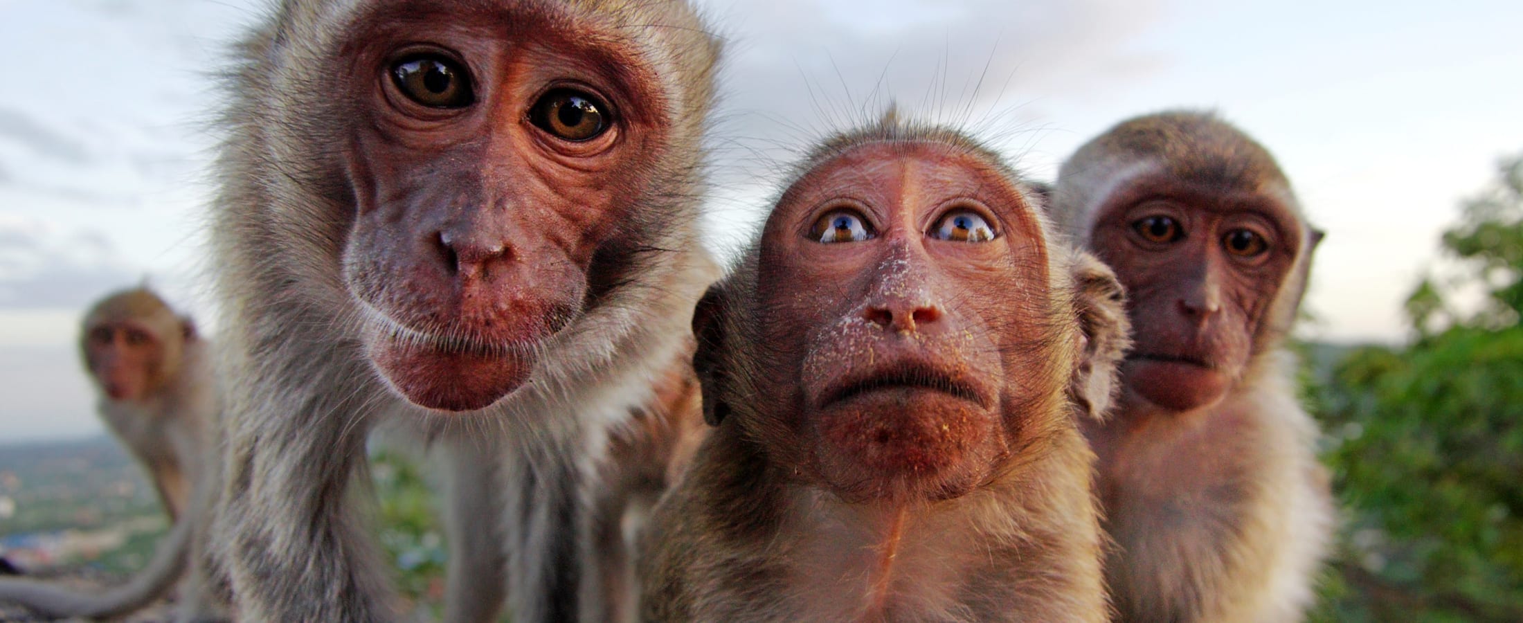 Curious Macaques