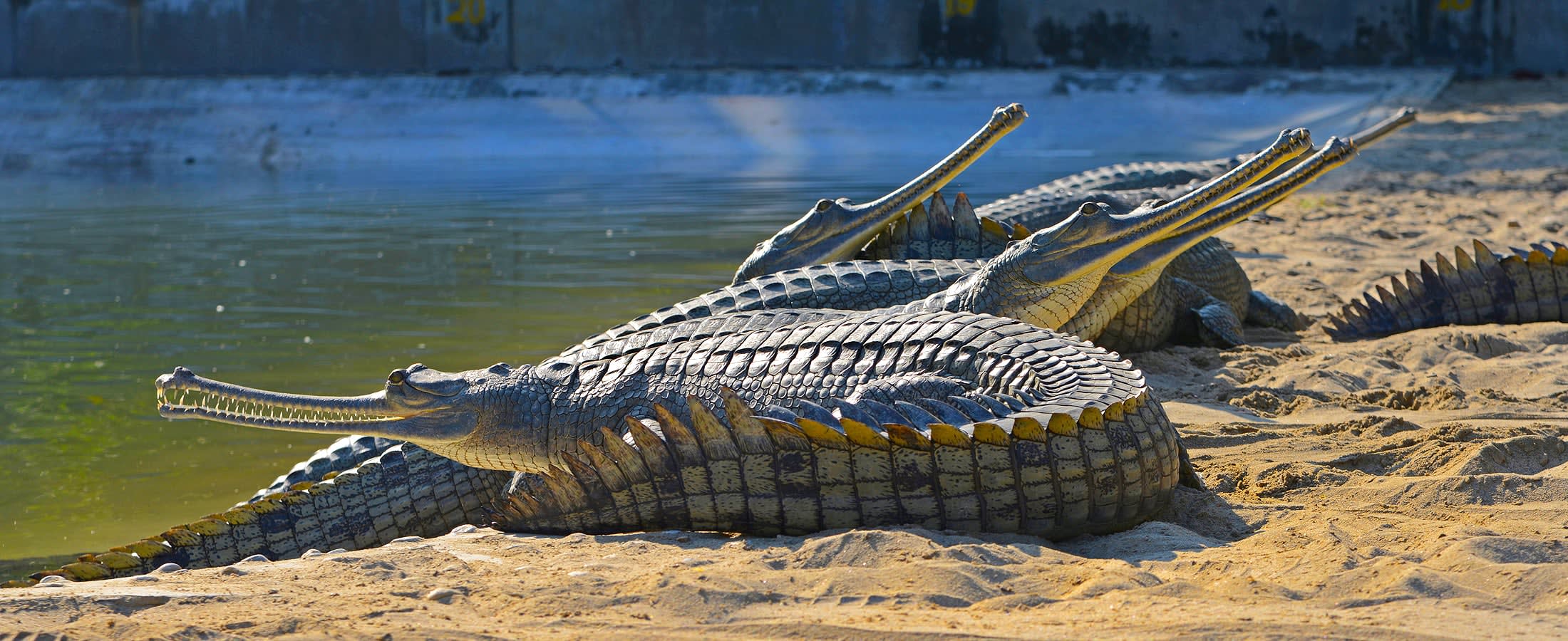Gharials, Chitwan National Park