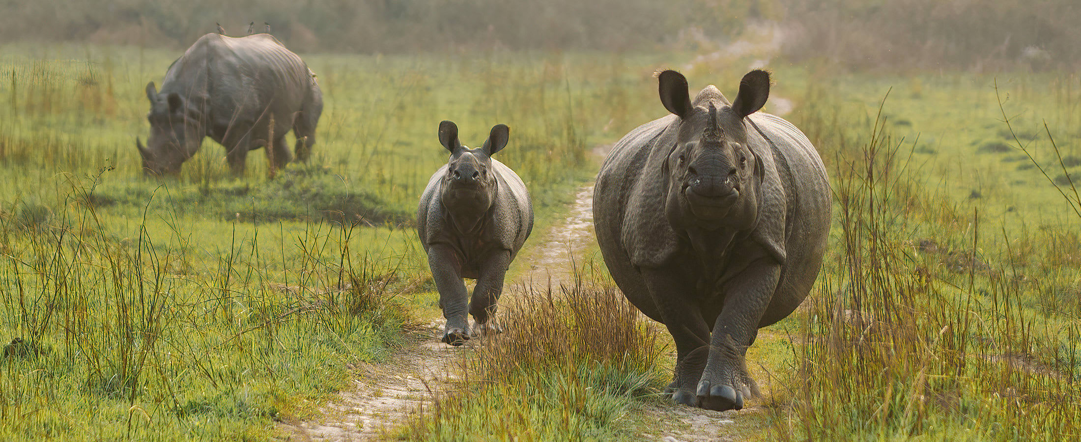 One-horned rhinos, Chitwan National Park