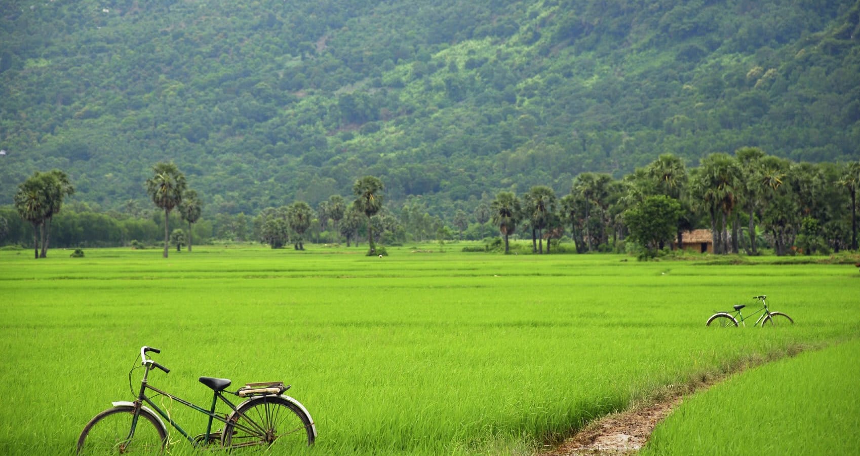 Rice paddies, Mekong Delta