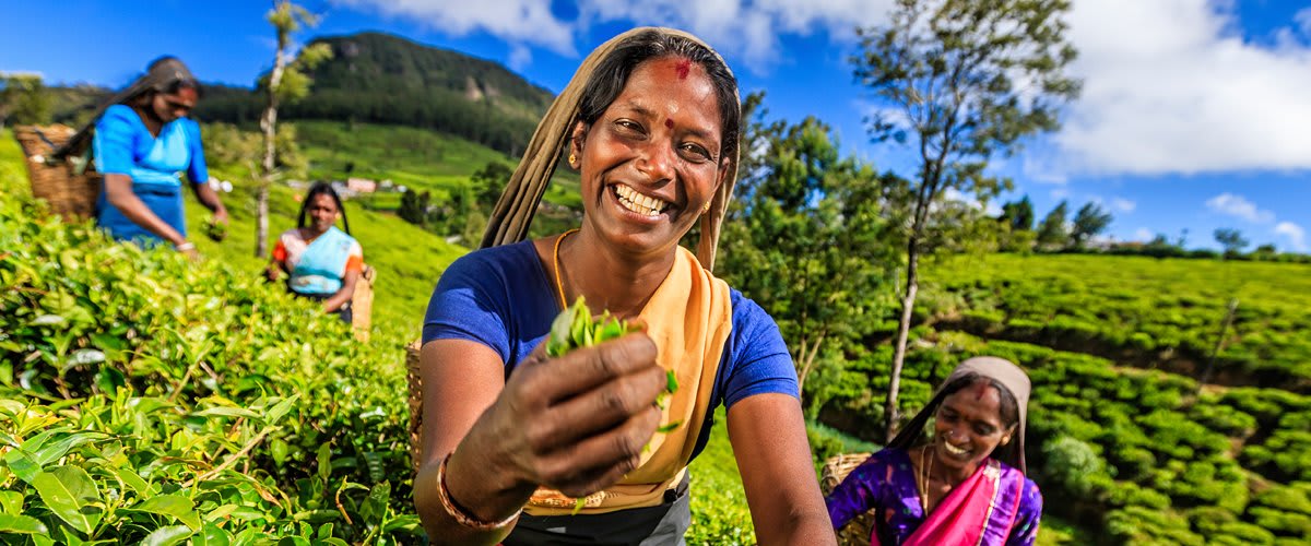 Picking tea leaves, Nuwara Eliya