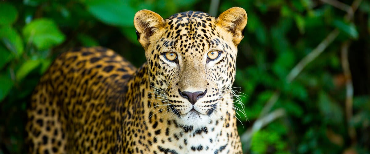 Leopard, Yala National Park