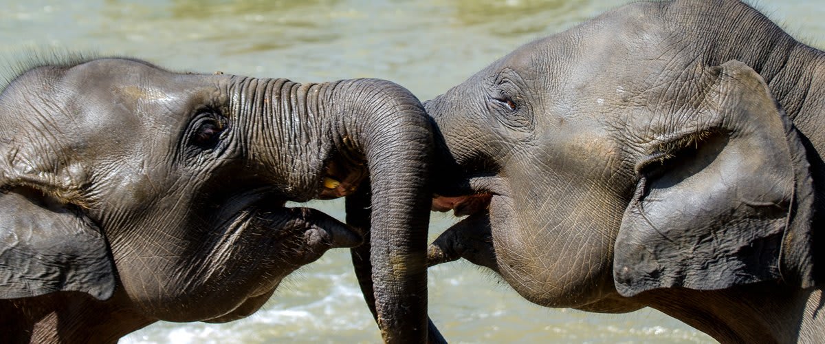 Elephants playing, Pinnawala Elephant Orphanage