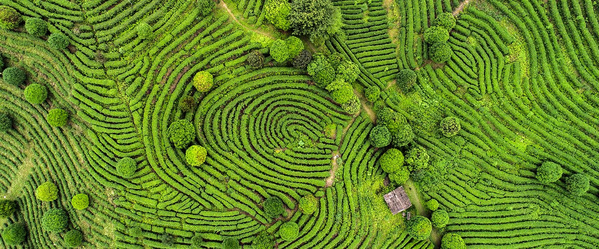 Tea fields, Nuwara Eliya