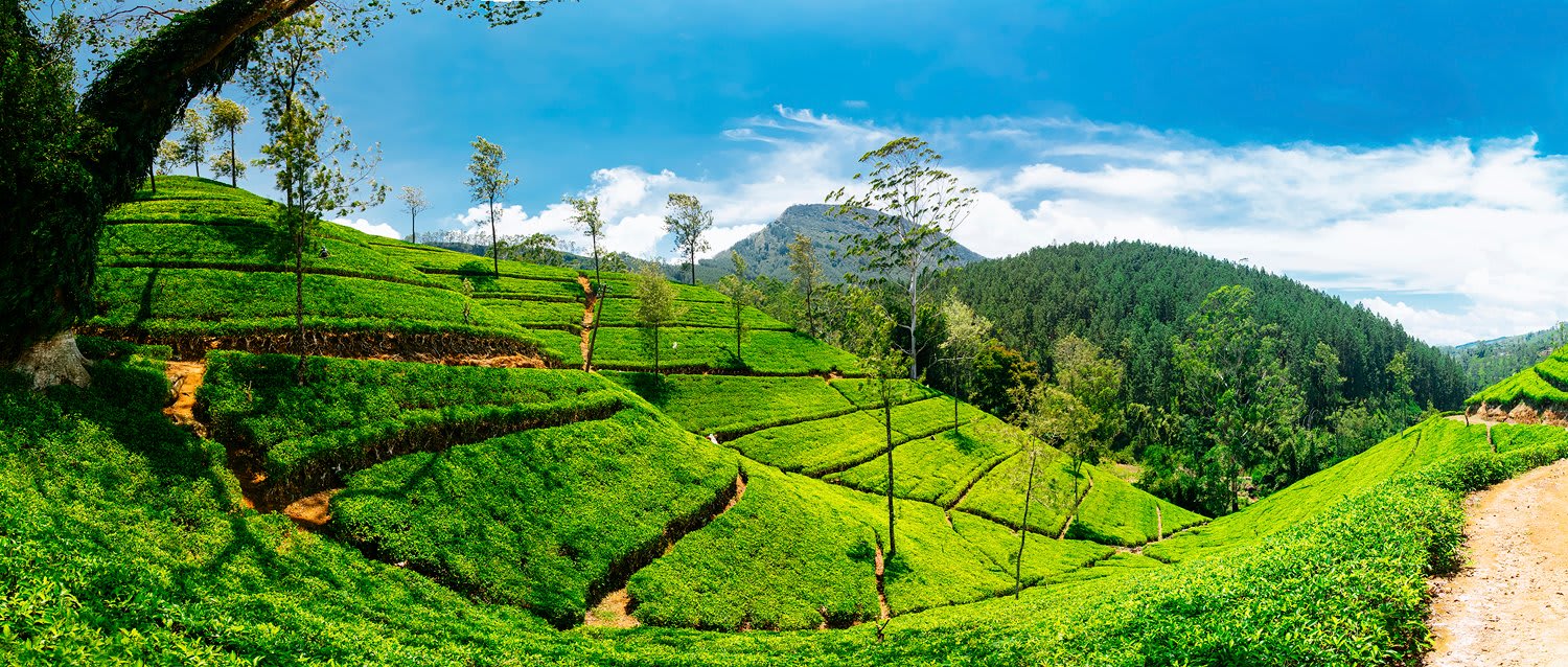 Tea plantations in Nuwara Eliya