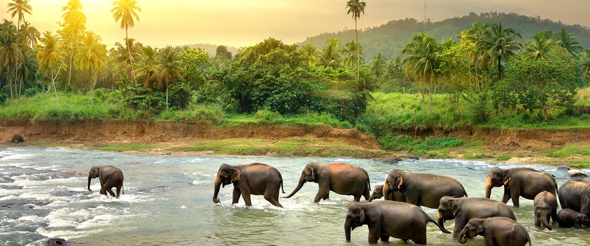 Pinnawala Elephant Orphanage